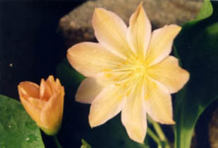 Lewisia tweedyi